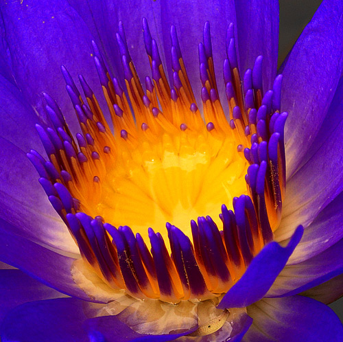 blue lotus close.jpg (116 KB)